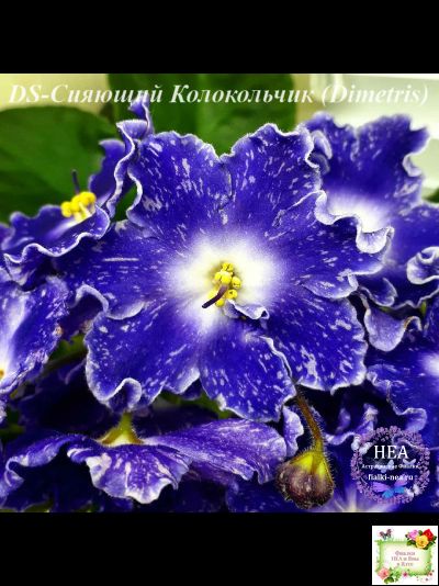 DS-Сияющий Колокольчик (Dimetris) 2014 г. (лист посажен 27.10.25)