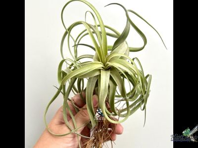 Тилландсия Heidi Gulz