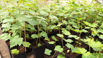 Кишмиш Аватар (новые технологии), 3-х летний