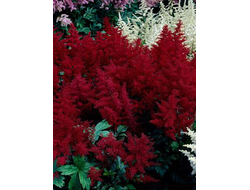 Астильба Монтгомери (Montgomery)