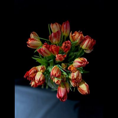 Тюльпаны пионовидные 25 шт