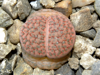 Lithops fulviceps v.lactinea C222 (MG) - 10 семян