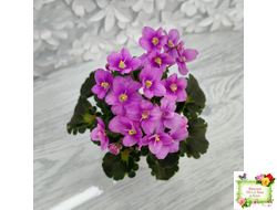 LV-Ланселот (Л. Шевелева) 2025 г. (клакамусный гёрл с кроновой пестролистностью) (стартер)