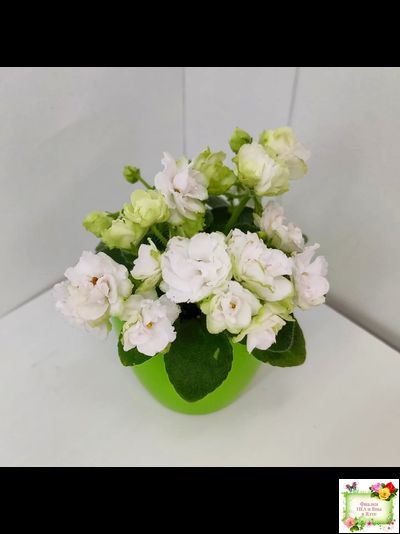 Irish Flirt mini (S.Sorano)