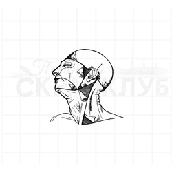 винтажный  анатомический штамп кожа