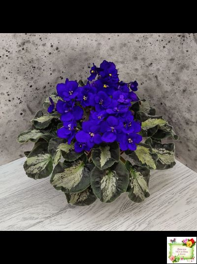 Harmony&#039;s Little Stinker (Harmony) листовая химера (пасынок сорт укоренённый)