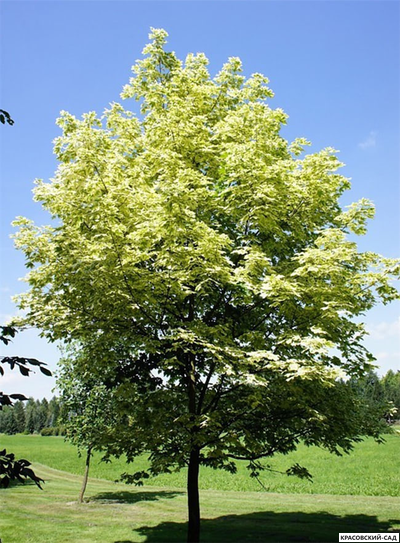 Клен остролистный Друммонди - Drummondii