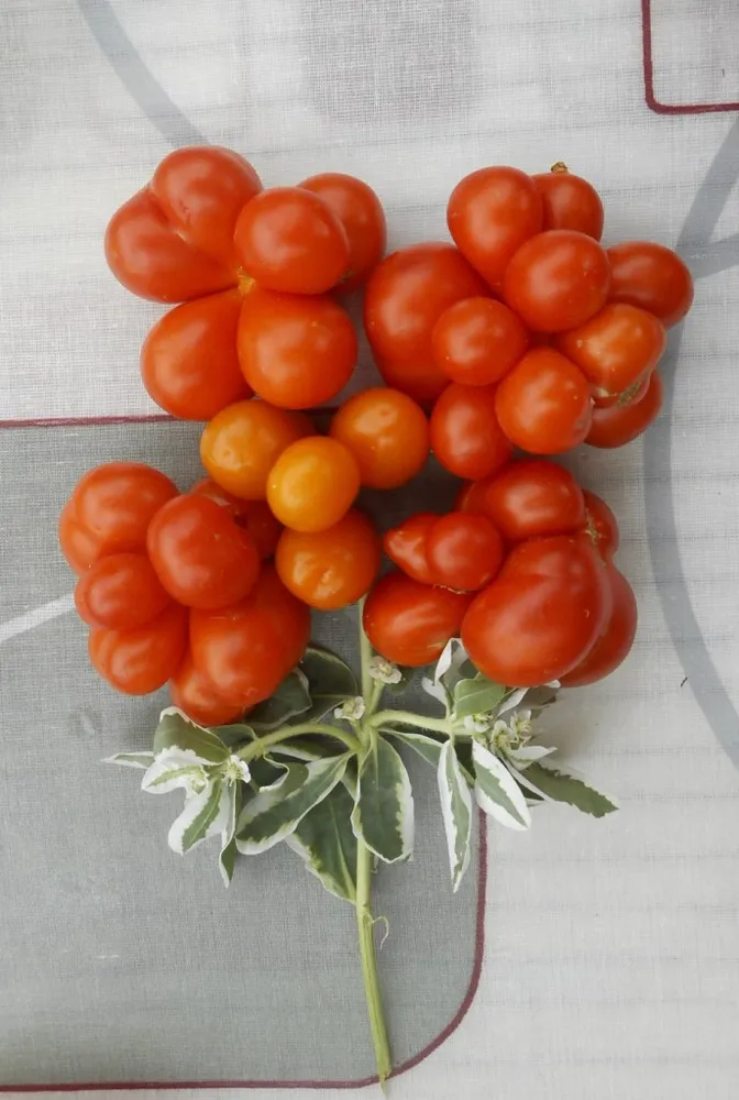 рейсотомат