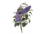 47. Цветы