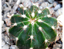 Melocactus schatzlii (D=22-25мм)