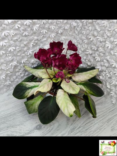 ЕК-Лампа Желаний (Е. Коршунова) 2021 г.