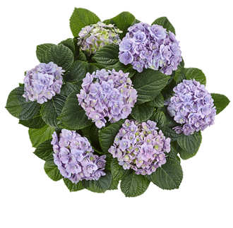 Флорентина Блю (Hydrangea macrophylla Florentina Blue). Контейнер С-12