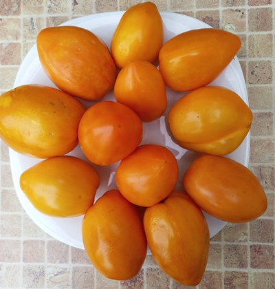 Томат Золотое сердце