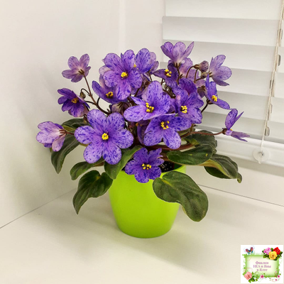 Winnie The Pooh (LLG/Sorano) (клакамас)