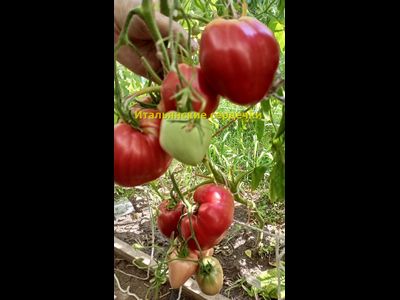 Томат Итальянские сердечки