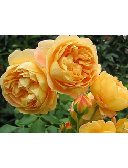 Роза "Golden Celebration"