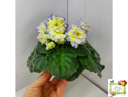 ЛЕ-Золото Нибелунгов (Е. Лебецкая) 2017 г.