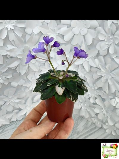 Н-Синий Лён (Н. Бердникова) 2015 г. трейлер