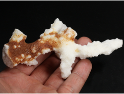 Коралл белый, коллекционный образец, Китай (120*60*40 мм, 55 г) №37701