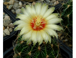 Hamatocactus setispinus REPP 1016B - 5 семян