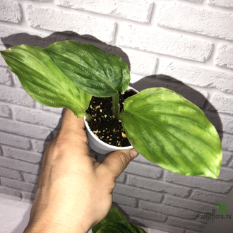 Разное - Kaempferia sp. Yellow splash variegated / кампферия ...