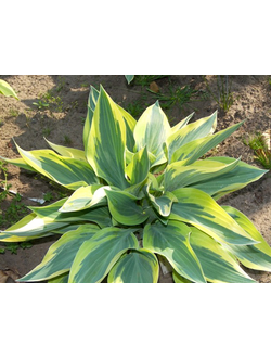 ХОСТА "Вольверин" ( Wolverine )