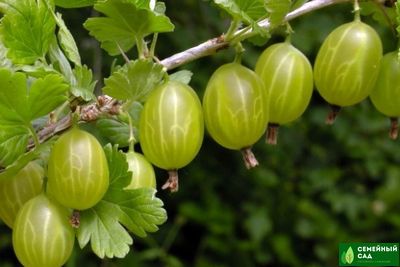 Крыжовник "Малахит"