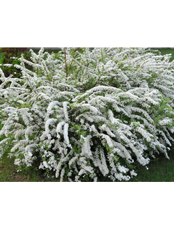 спирея серая "грефшейм"