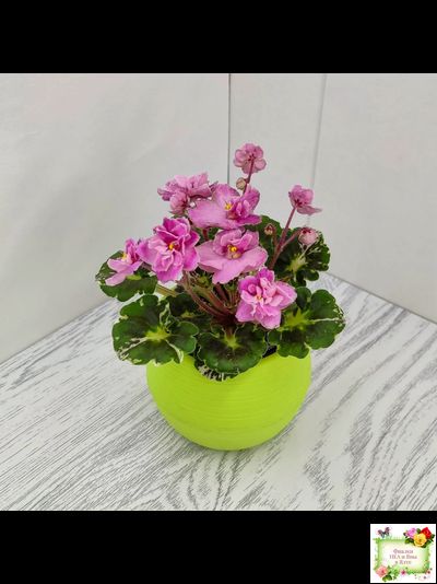 Snuggles Little Girl (S. Sorano) (пестролистный гёрл)