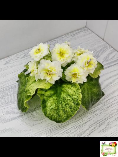 ЛЕ-Золото Нибелунгов Голд  (Е. Лебецкая) 2020 г. (лист укоренённый)