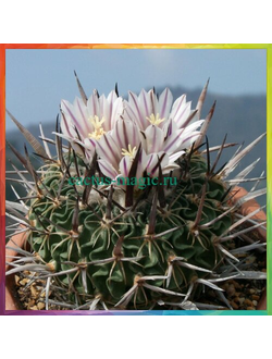 Echinofossulocactus caespitosus N 85.009