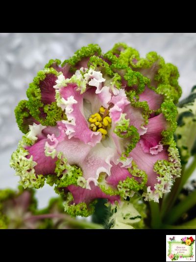 МТ-Античная Брошь (М. Тотиева) 2025 г.