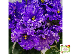 ВаТ-Ливень (Т.Валькова) 2018 г.