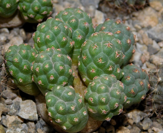 Puna Bonnieae (Пуна Бонни)