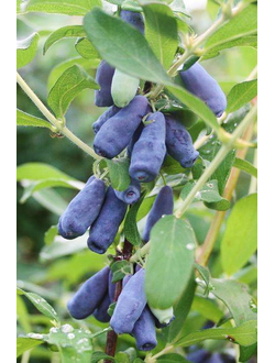 Жимолость Синяя птица