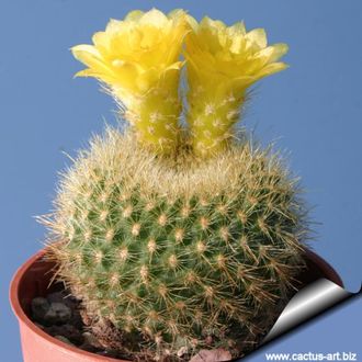 Brasilicactus graessneri  fa. - 5 семян