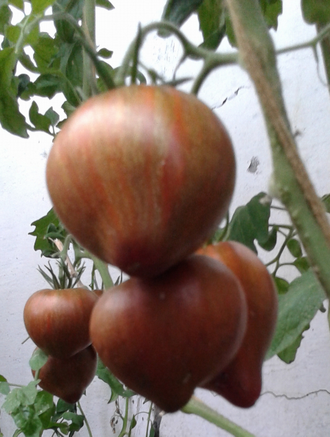 Семена томата Сердце Марши