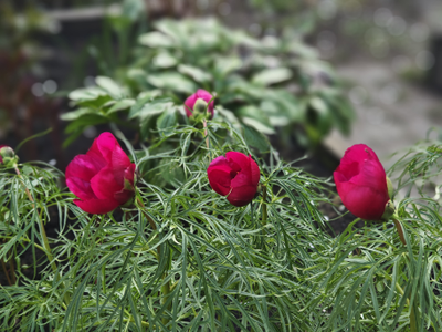 Пион Алтайский Ранний