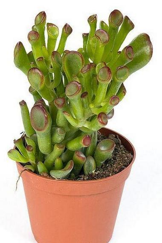 Crassula Hobbit