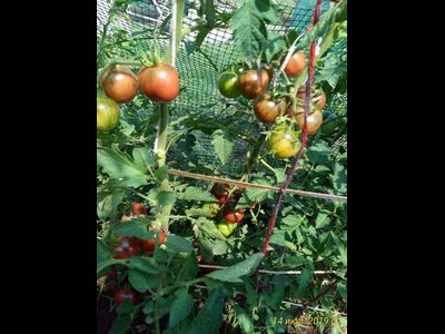 Томат Фиолетовая яшма (Цзы-Ю, Tci U, Китай)