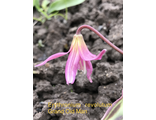 Erythronium revolutum Grand Old Man