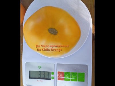 Томат Да Чило оранжевый (Da Chilo, США)