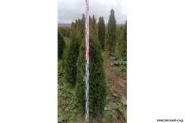 Туя Смарагд в питомнике осенью с линейкой - Красовский-Сад.рф