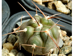 Gymnocalycium bruchii v. niveum VG 536