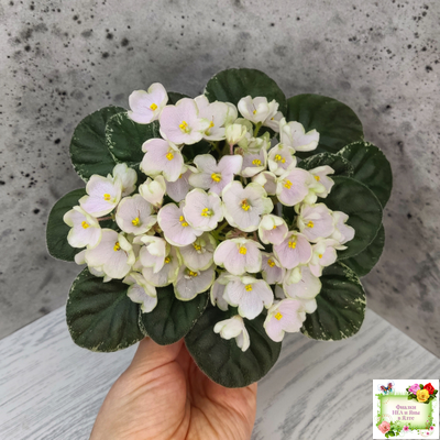 Н-Подснежник (Н. Бердникова)