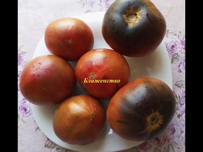Томат Блаженство