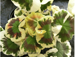 Пеларгония Falklands Brother