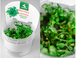 MARSILEA CRENATA/ МАРСИЛИЯ КРЕНАТА (меристемная)