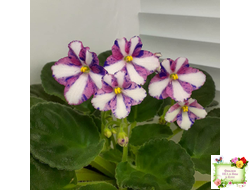 Kilauea (Eyerdom) химера (стартер)