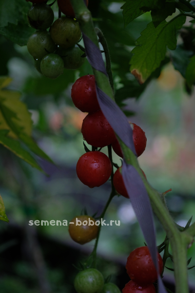 Томат Черри Чиеджа (Ciliegia), 10 шт